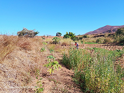 Projet à Sakalalina soutenu par Partage sans Frontières