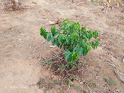 Projet à Sakalalina soutenu par Partage sans Frontières